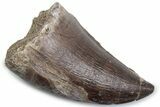 Fossil Mosasaur (Thalassotitan) Tooth - Morocco #384043-1